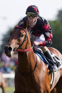 Playboy Prince sejrer i 2-Års Maidenløb, Øvrevoll Galopp 6. juli 2013